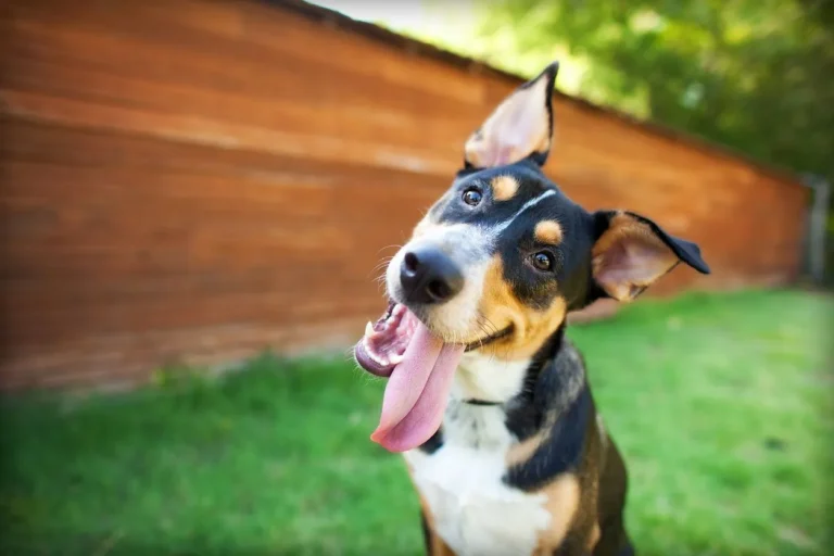 Healthy-Dog