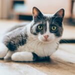 Cat Health
